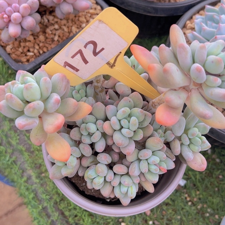 健健康康平平安安