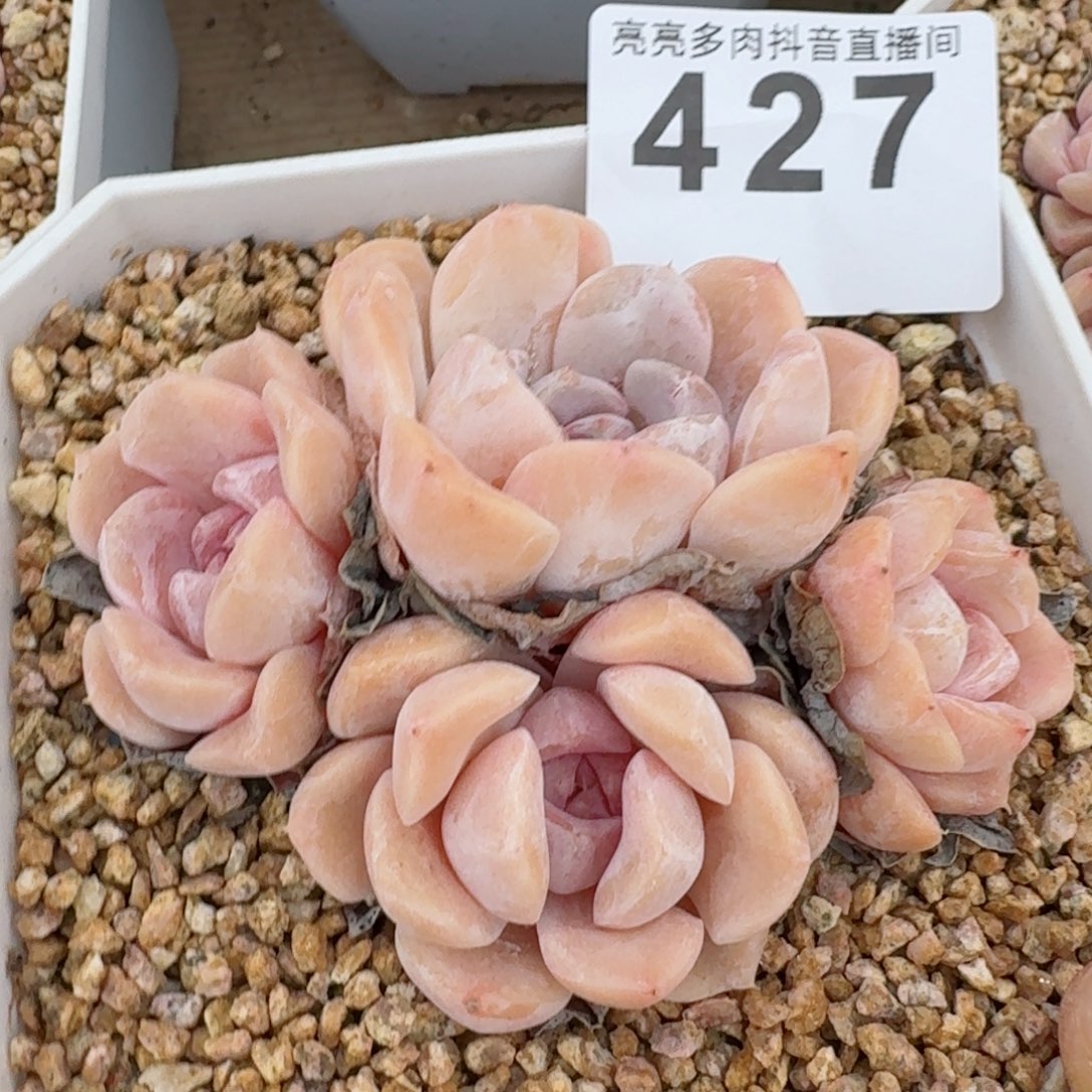 汉堡         精品多肉