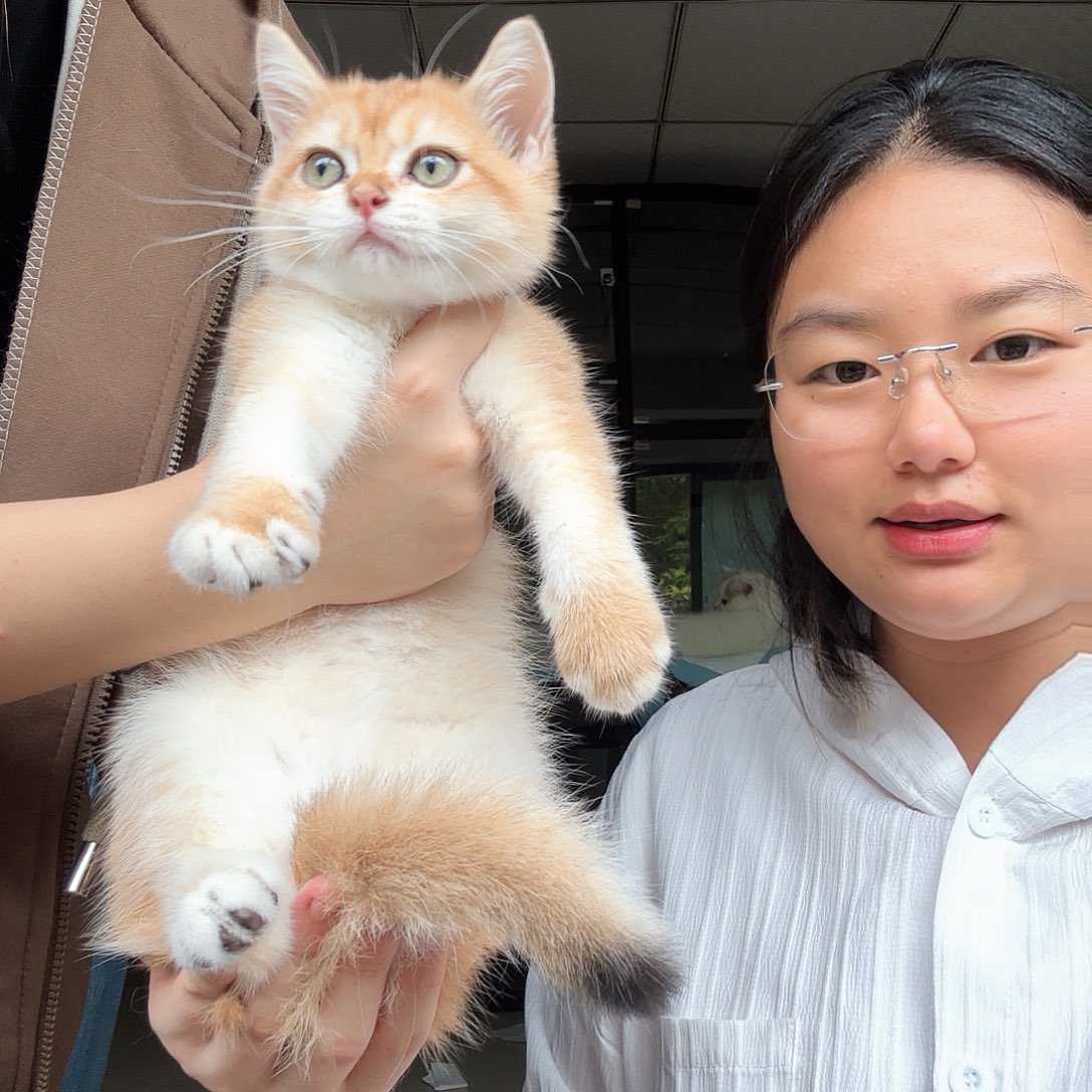 三花妹妹 两针疫苗金渐层妹妹 两针疫苗