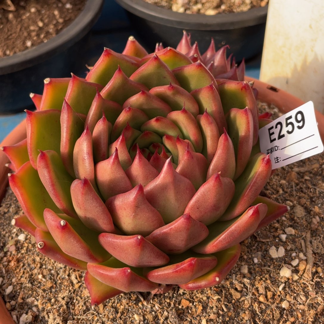 无花朵若如东云单拍E259