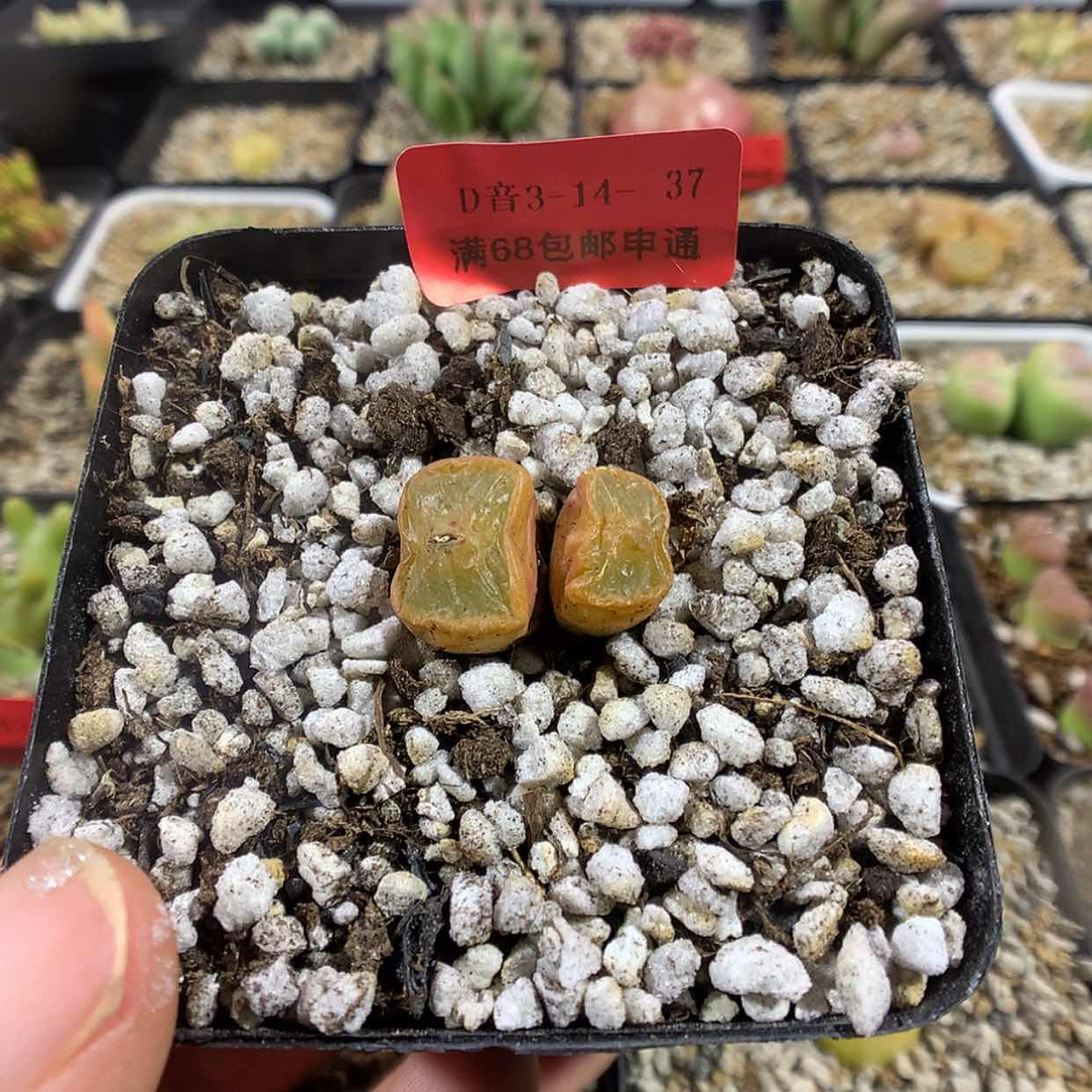 【闪购商品】3-14-37 黄宝石肉肉 60