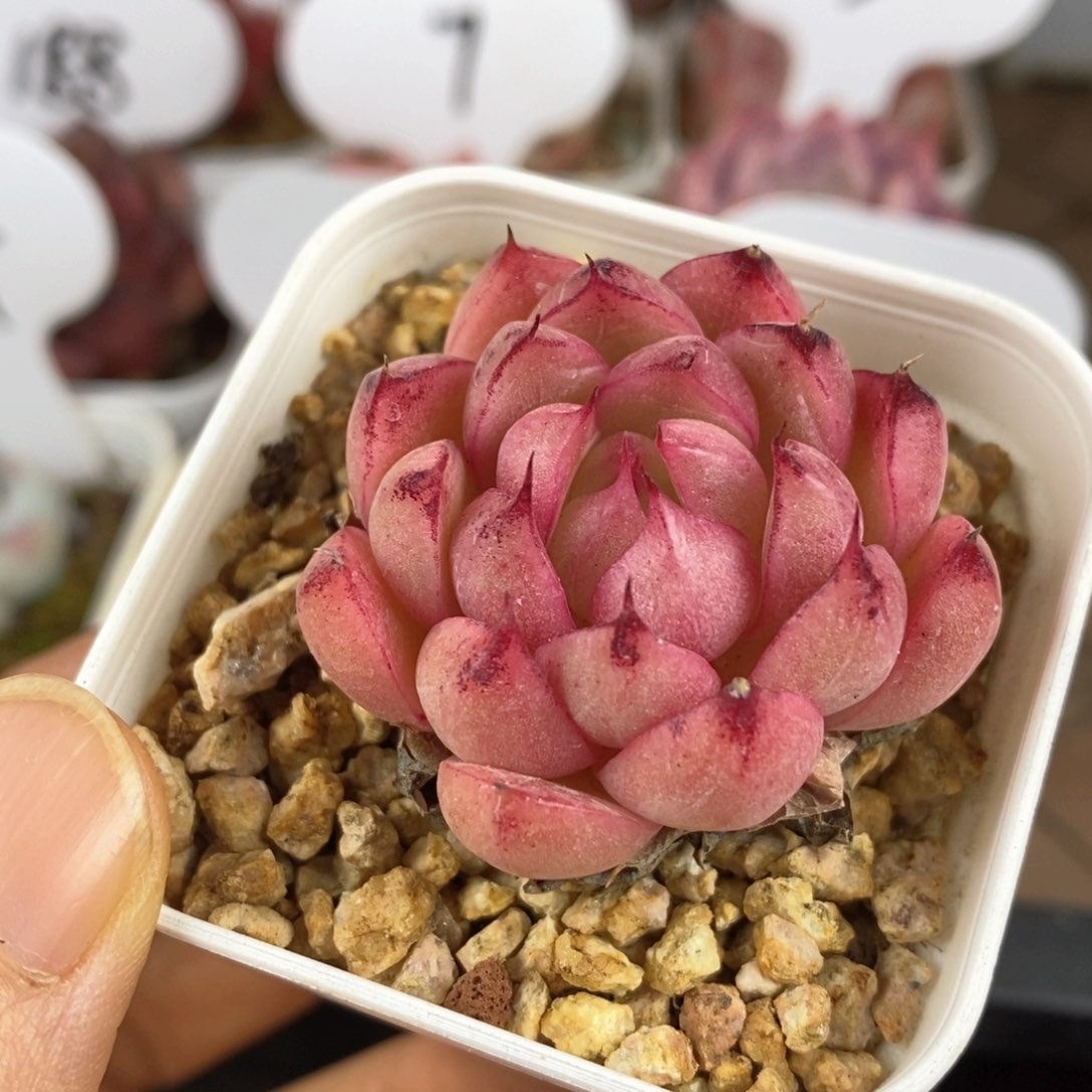 精品多肉一物一拍107