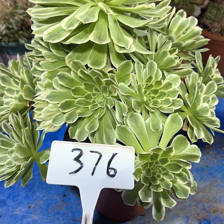 多肉植物碧浪法师