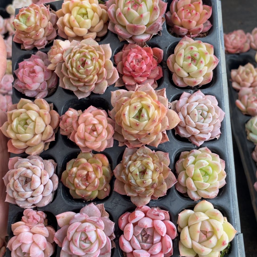 天**纬一物一拍20棵小苗27-21