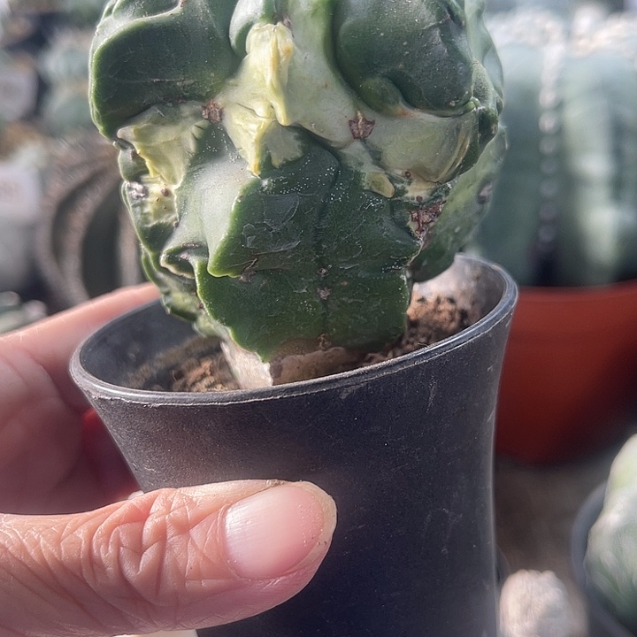 仙人球开花仙人球上