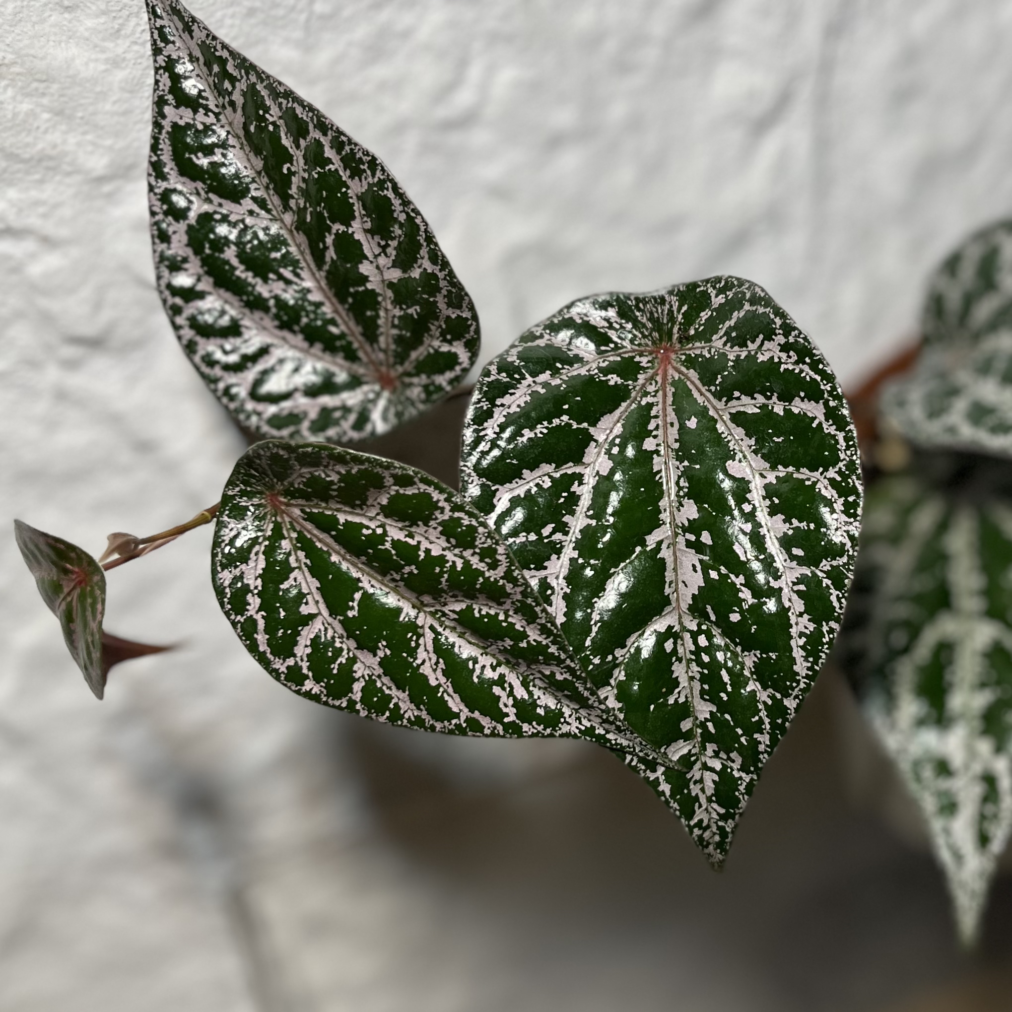 瑰丽胡椒高端热植盆栽好养观叶绿植