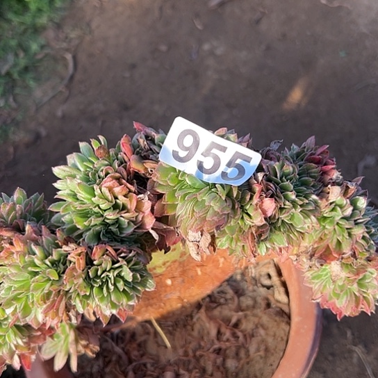 乐***忧多肉植物一个海王955