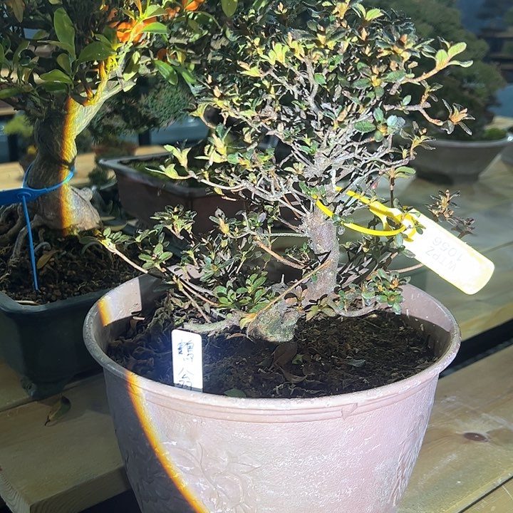 无铅玻璃盆景盆景盆景盆景盆景