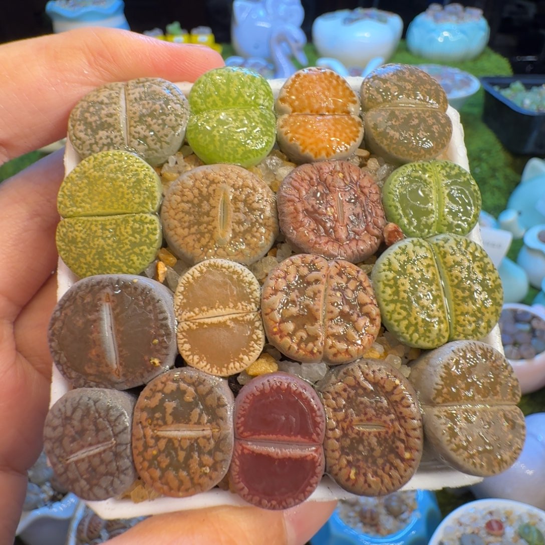红***姐多肉植物福利冲1182