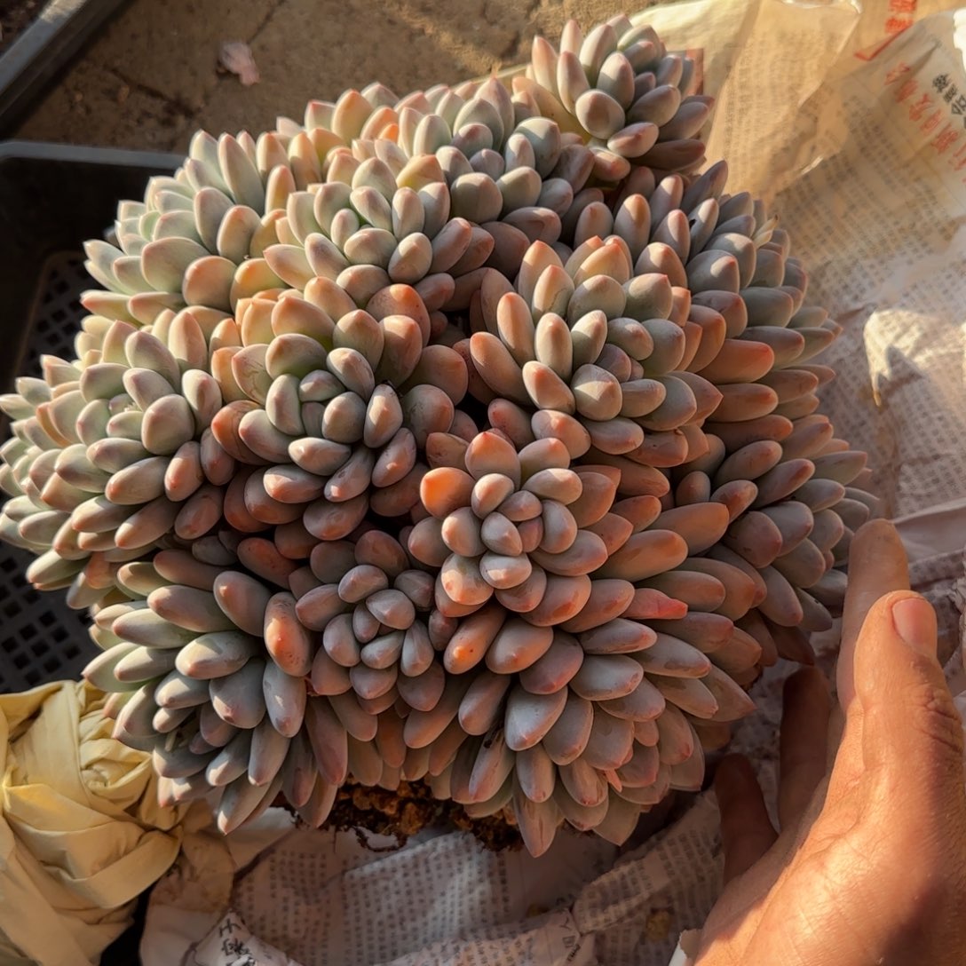 小***粒多肉植物多肉多肉多肉