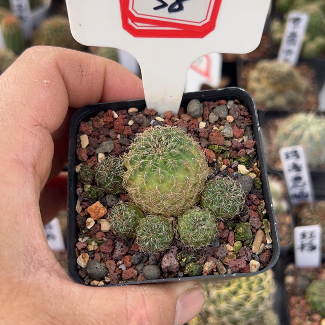 38盲拍往事多肉园仙人球开花