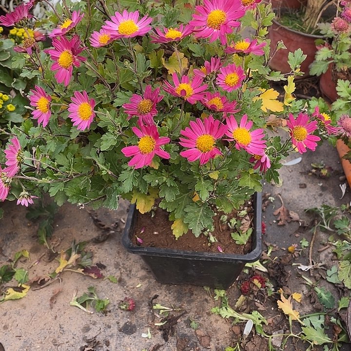 木***梅50菊花菊花计划经济