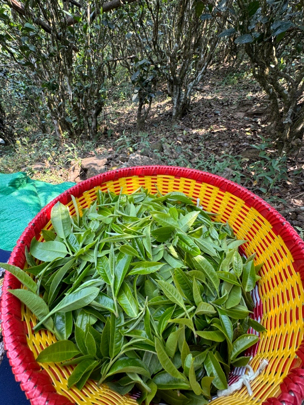  「2025年 小户赛大树和老树混採」散生普 100g/袋