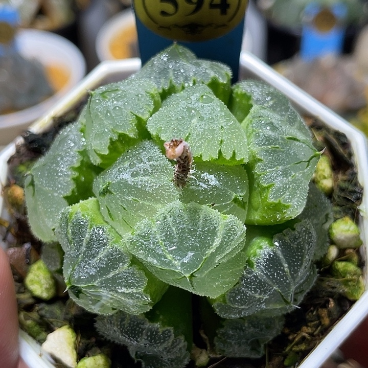 594冰墩墩特选福利