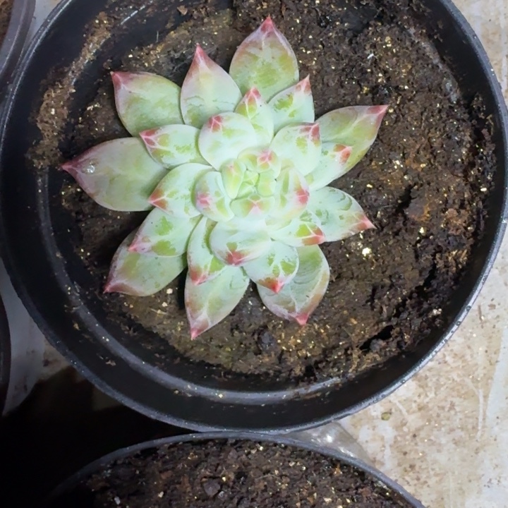 青禾美人 单头 一物一拍