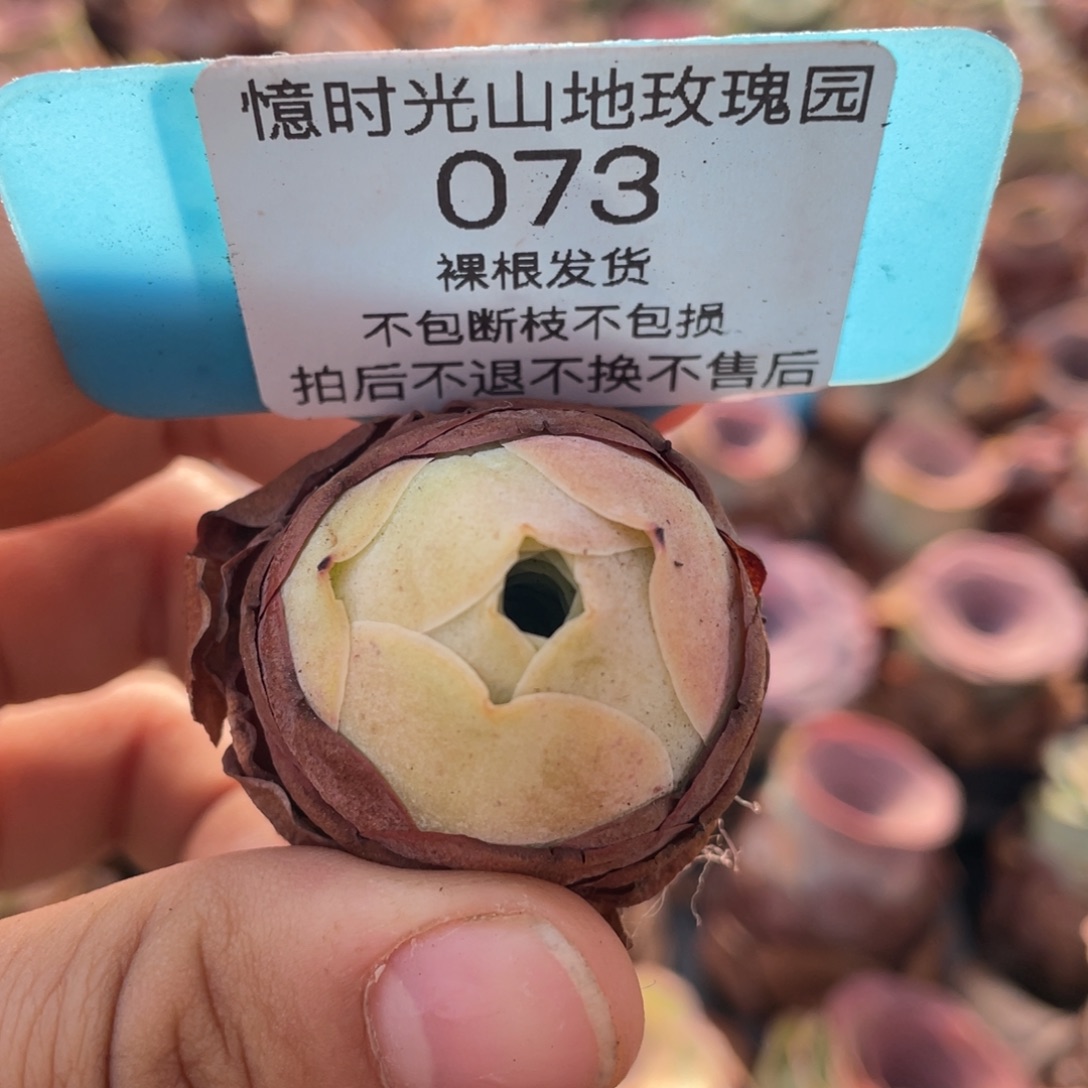 山地玫瑰073裸根发货不售后