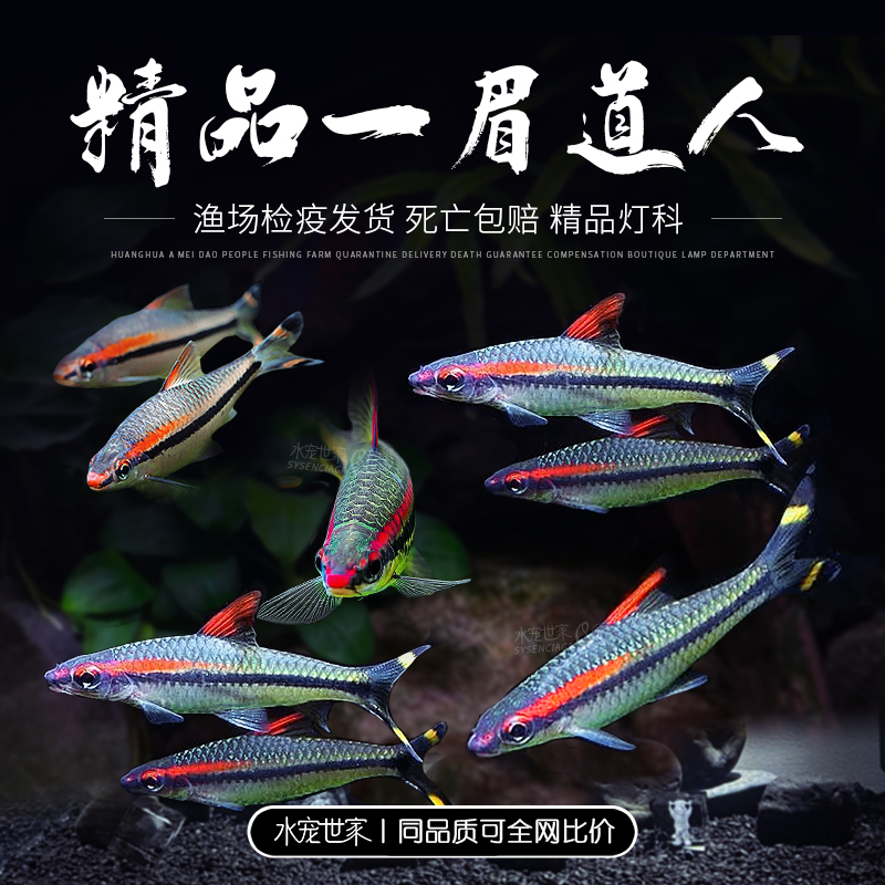 【直播优惠】一眉道人鱼黄化黄金一眉道人草缸鱼活体群游之王 热带