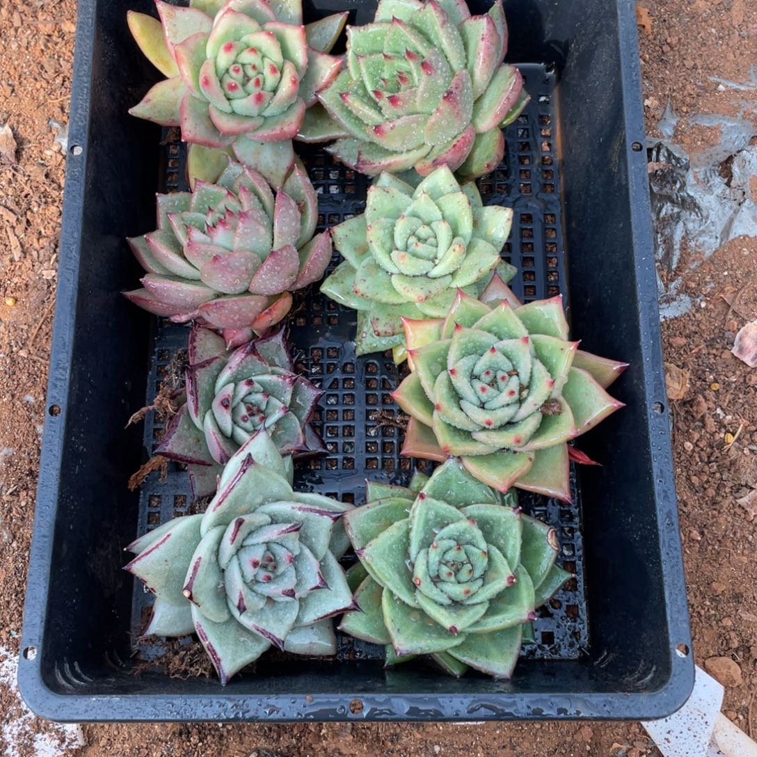 无花朵若如东云单拍B413