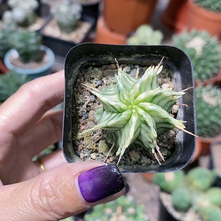 花花草草花花草草