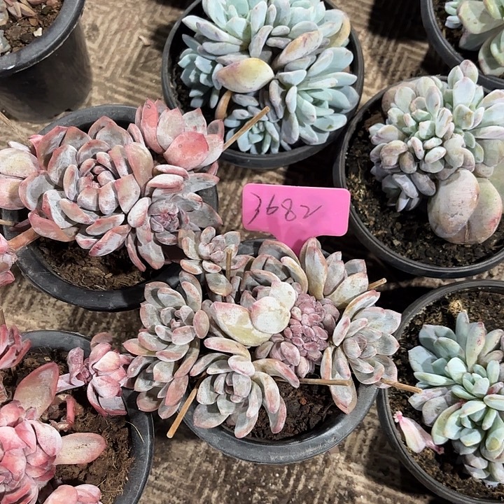 念***开星颖缀化多头群山3682