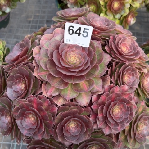 645抹茶30厘米左右多肉