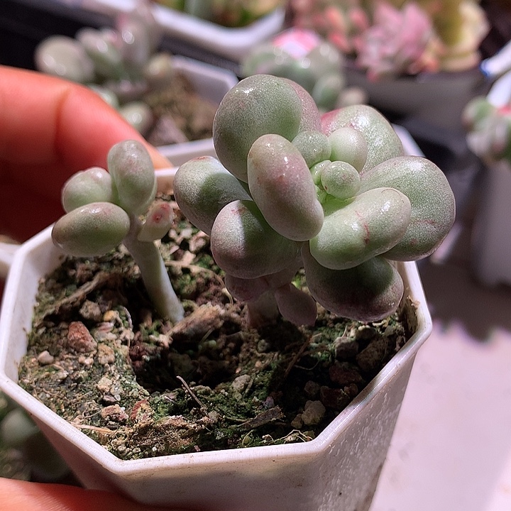 油煎奶酪锦锦锦锦双头