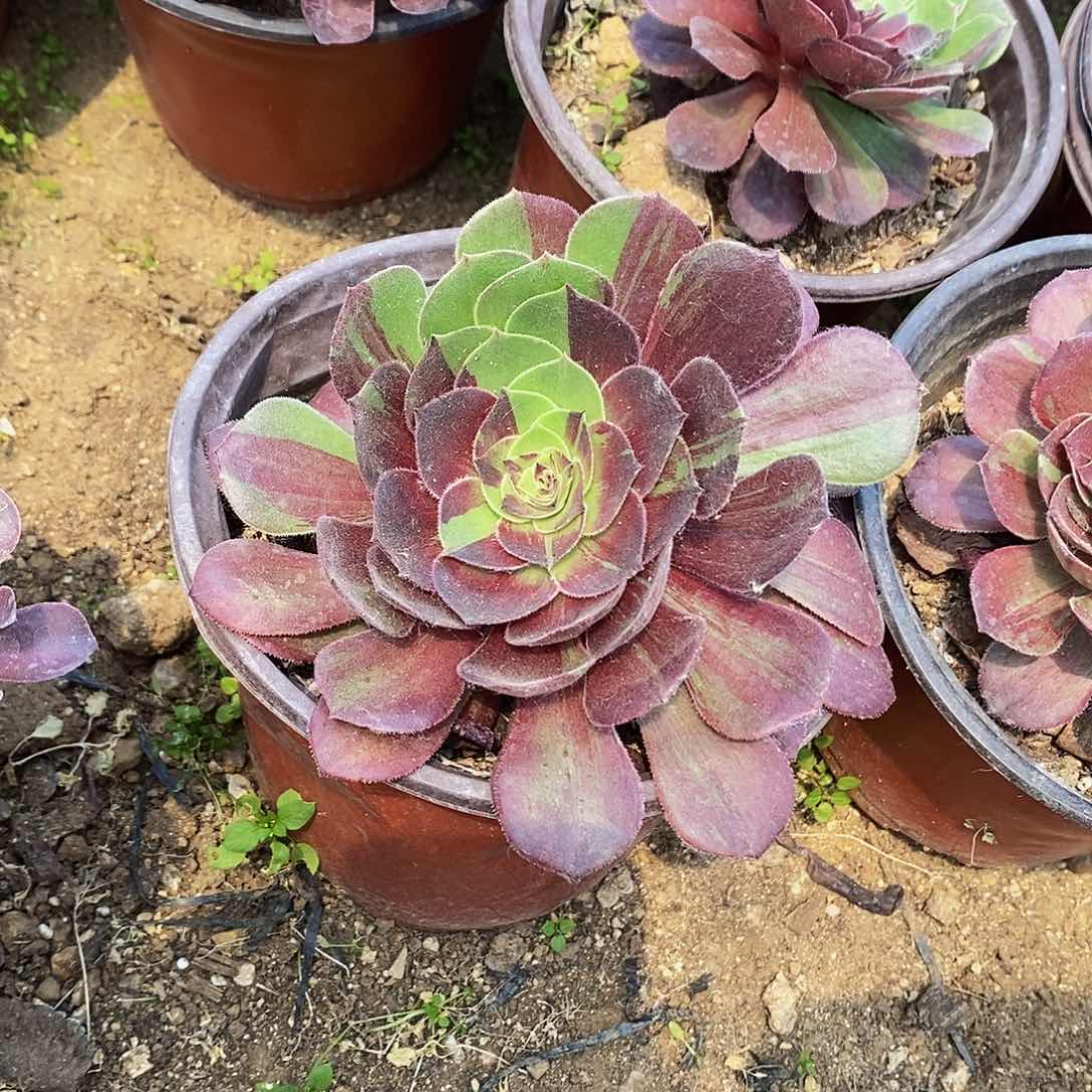 月***梦1198花月夜随单发货