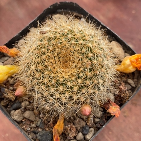 勾宝黄花4仙人球