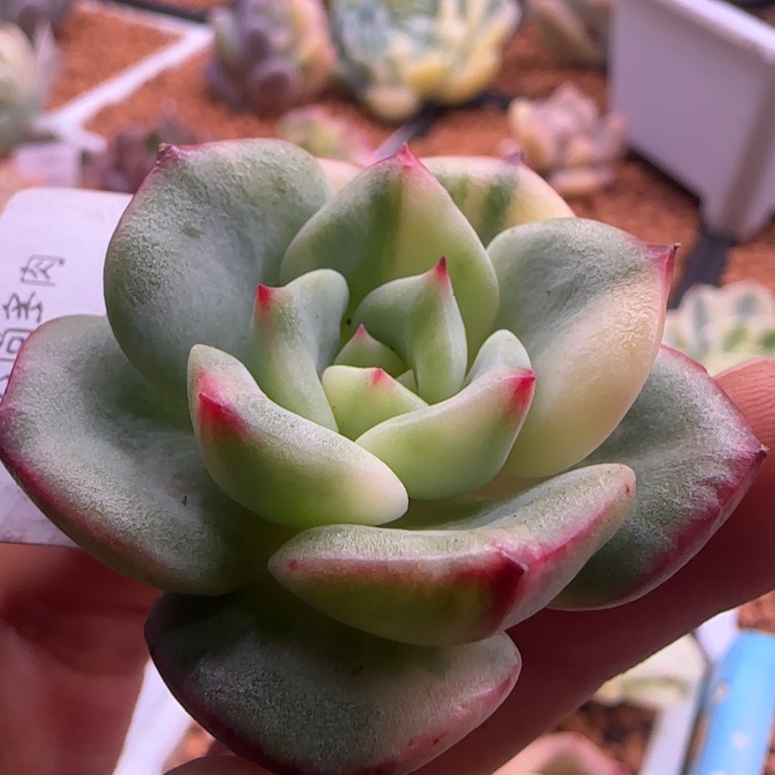 三文鱼花锦 多肉1099