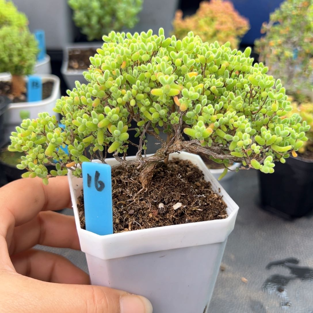 飘桩蜜橘糖球16号