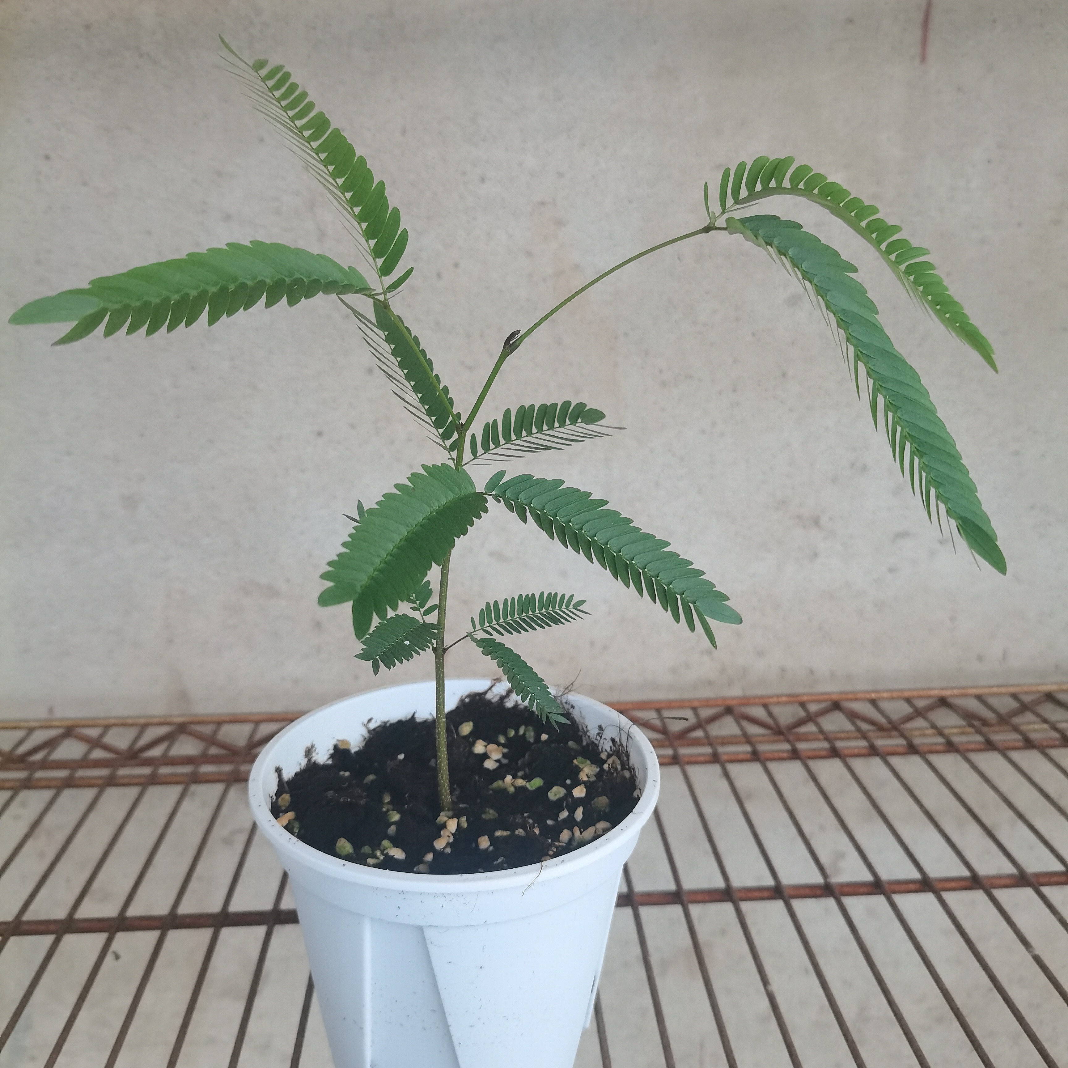 密叶猴耳环室内耐阴热植好养适合阳台窗台书房的网红盆栽