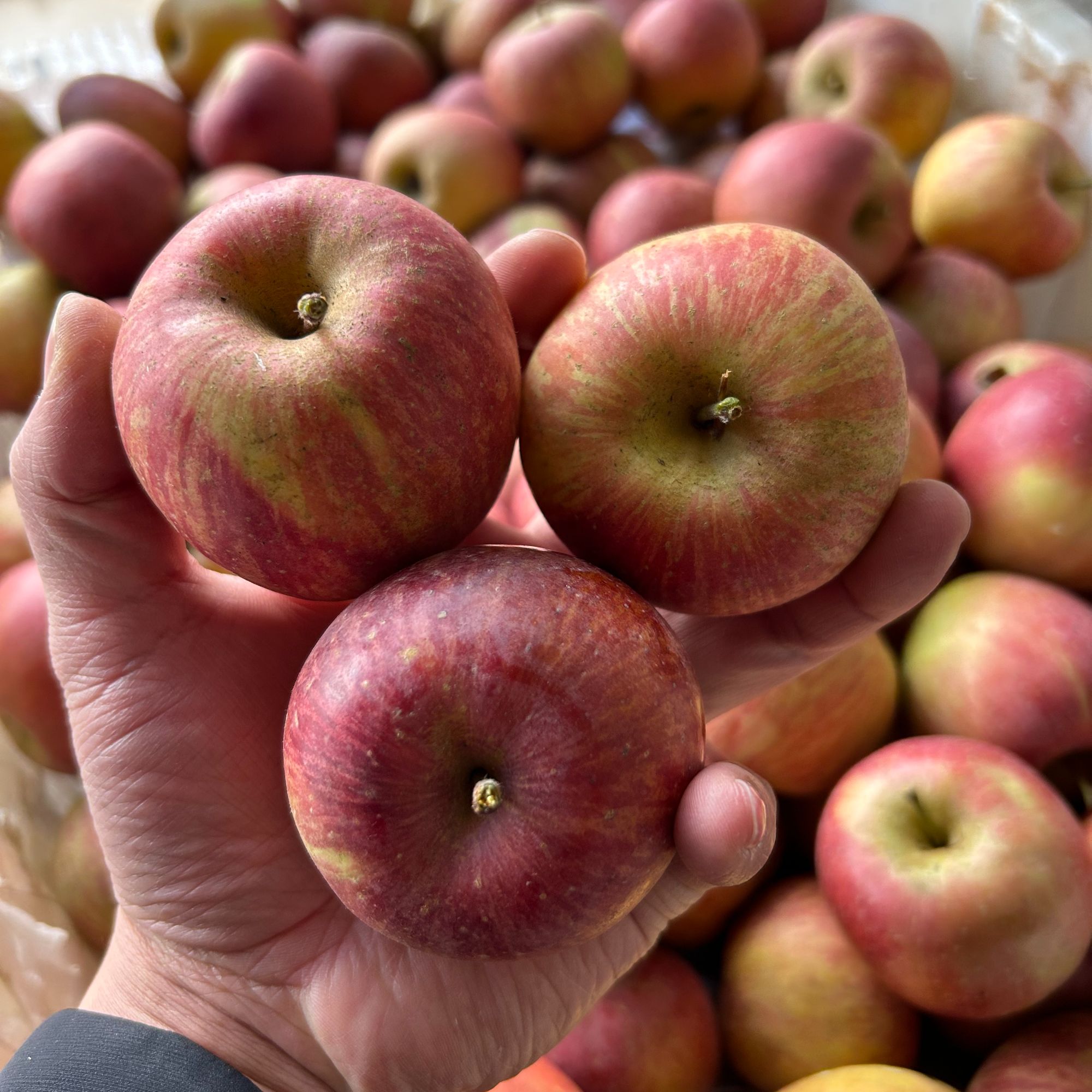 【昭通小苹果】昭通冰糖心丑苹果高原脆甜新鲜现摘当季整箱包邮