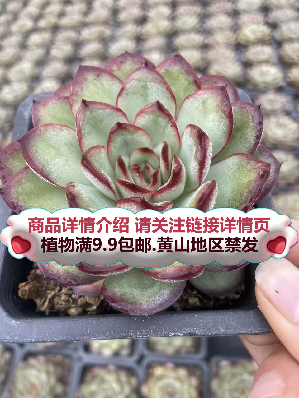 （灵隐-单头起发）多肉要满9.9邮 多肉植物绿植吸甲醛