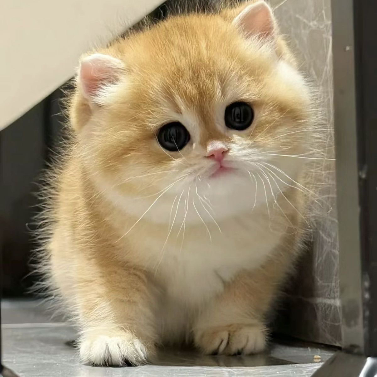 （派大星）专属NF集合链接