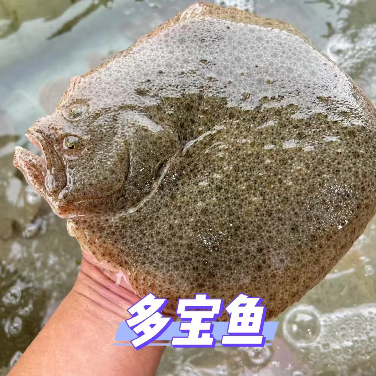 【鲜活】多宝鱼超大无刺鱼（1.5−1.7斤/条）“小盆友的辅食神器、嫩滑无刺”