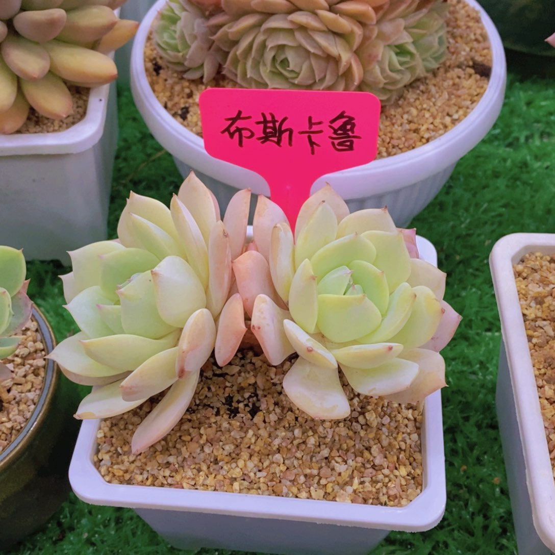 仙****）开心多肉植物多肉