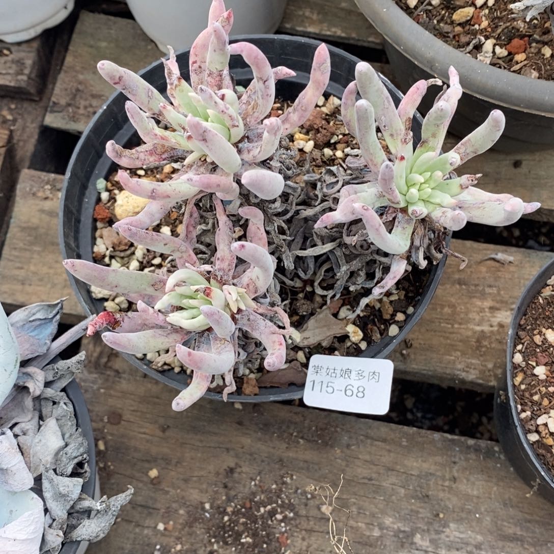 68号海瑟小可爱呀