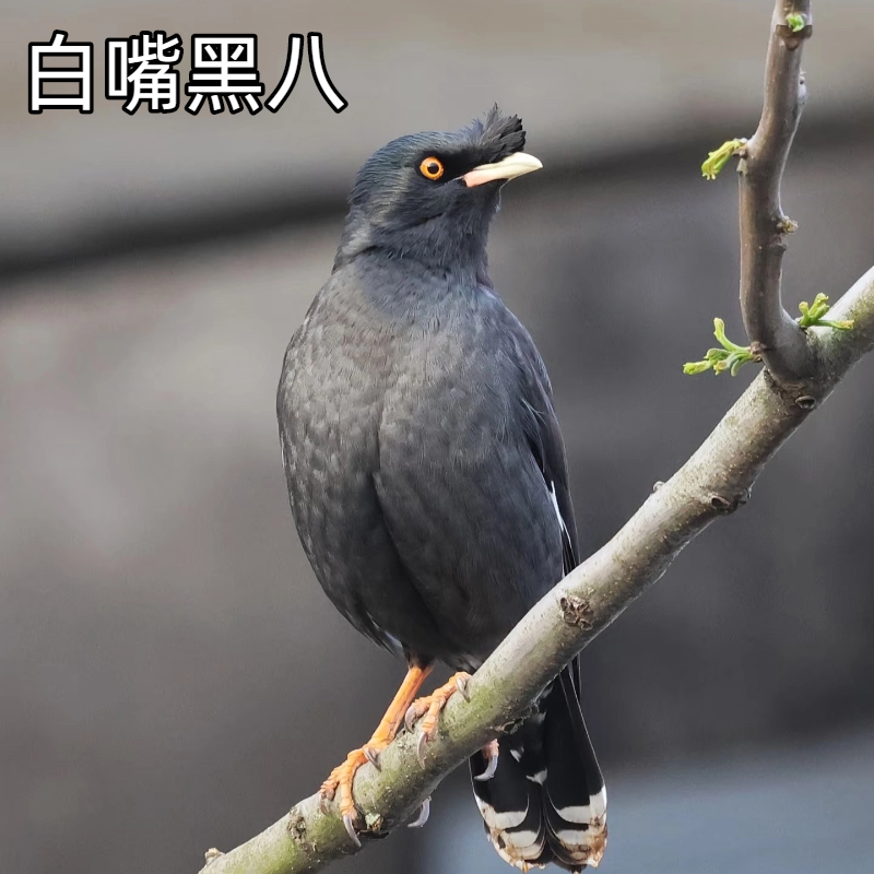 黑八玄风鹦鹉活体宠物观赏能学说话