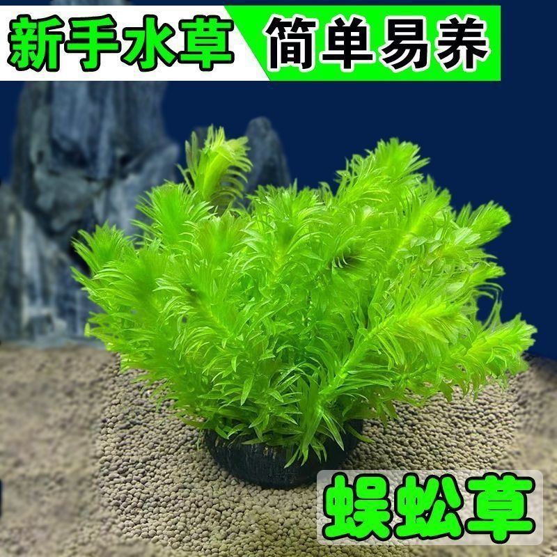 【蜈蚣草 拍一发二】新手懒人坨草净水造氧阴性水草植物绿植好养活