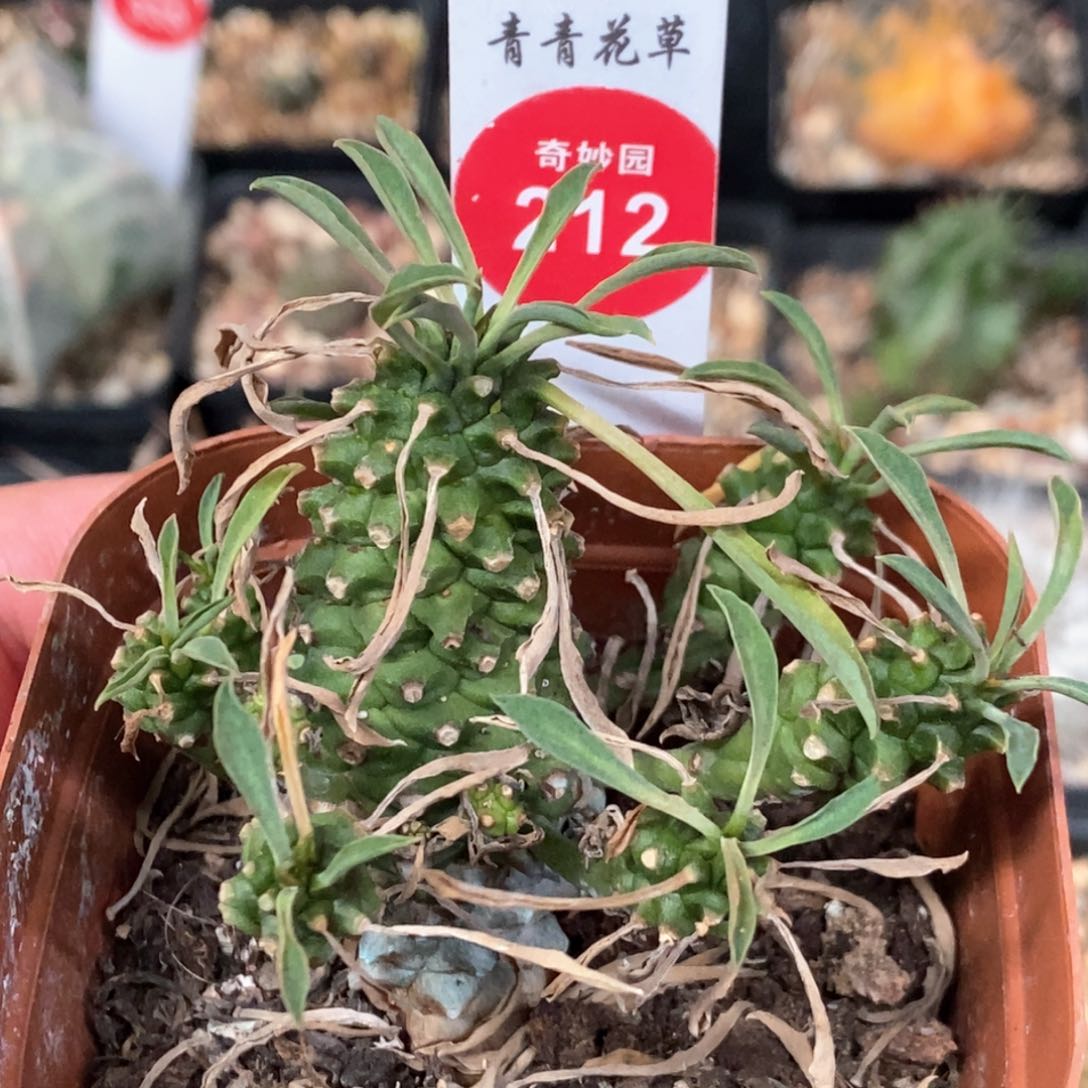 铁甲麒麟一颗仙人球