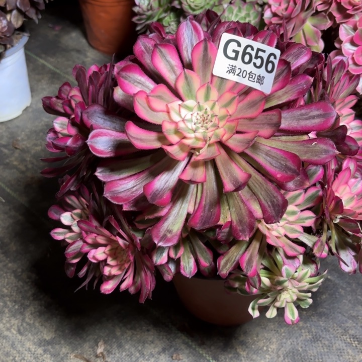 瑞妈一物一拍656