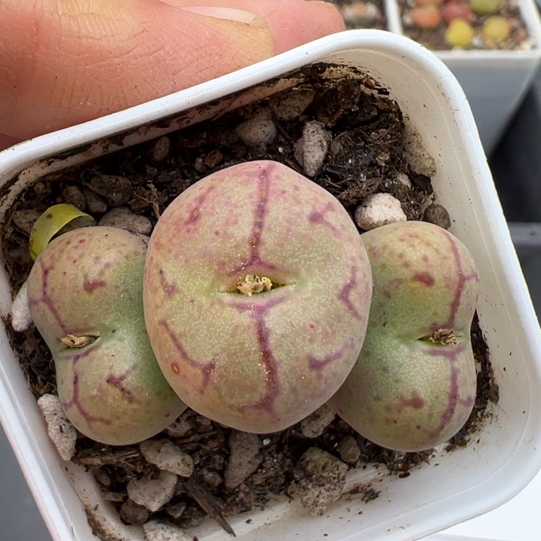 2.22好看的多肉413