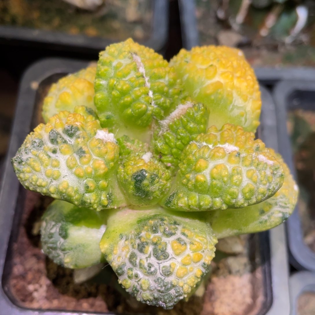 精选大犹散斑拉丝纹菜花牡丹锦