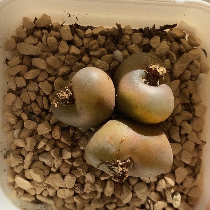 31331。   三头吕毛。 