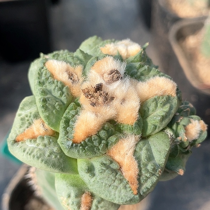 仙人球袖浦苗转金毛龟甲037