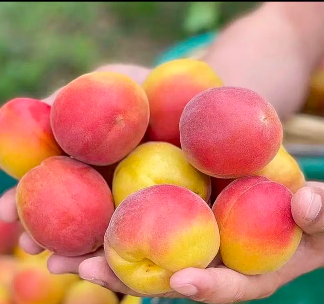 沂蒙山 新鲜现摘  崂山红 杏现摘现发