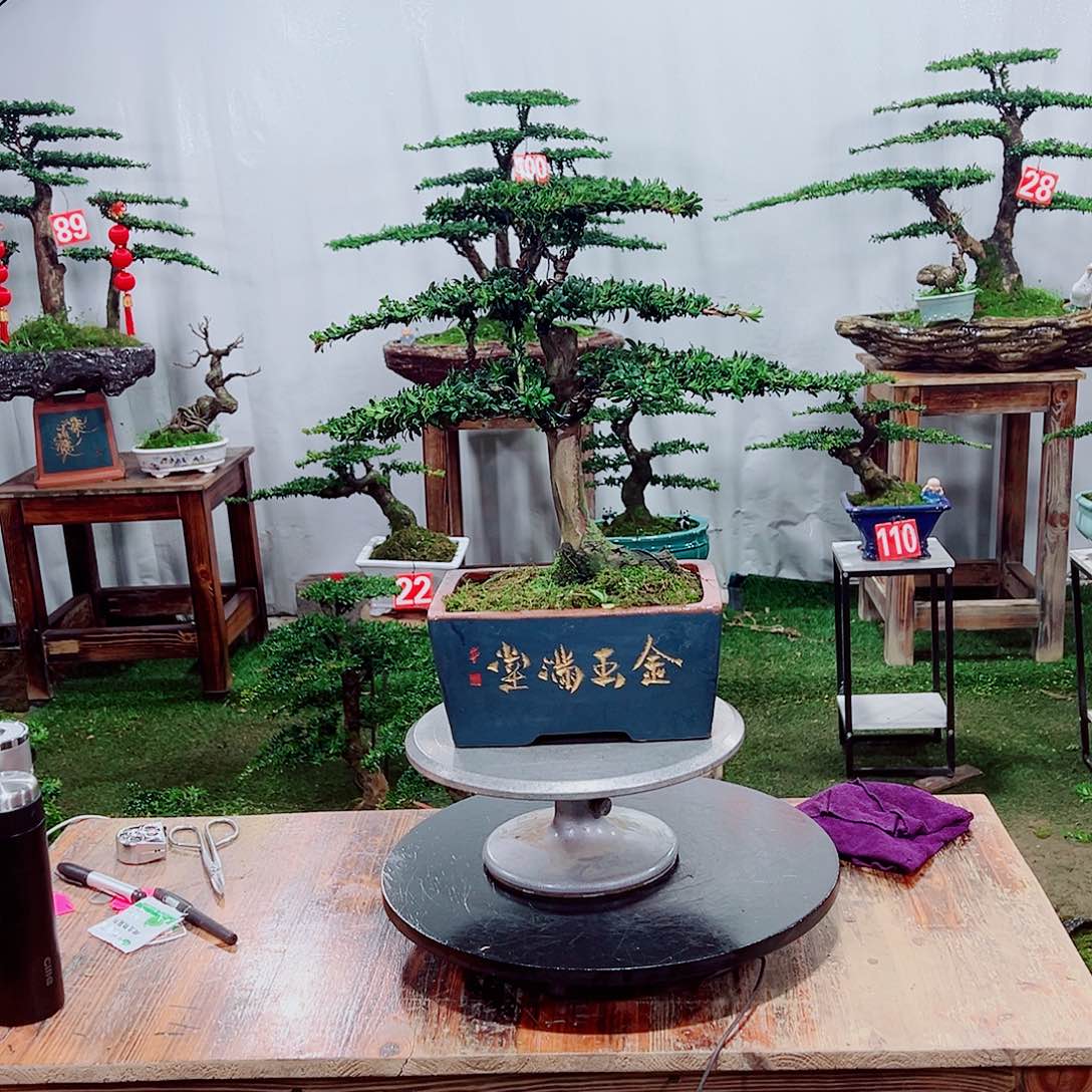 罗汉松小老桩红芽罗汉松