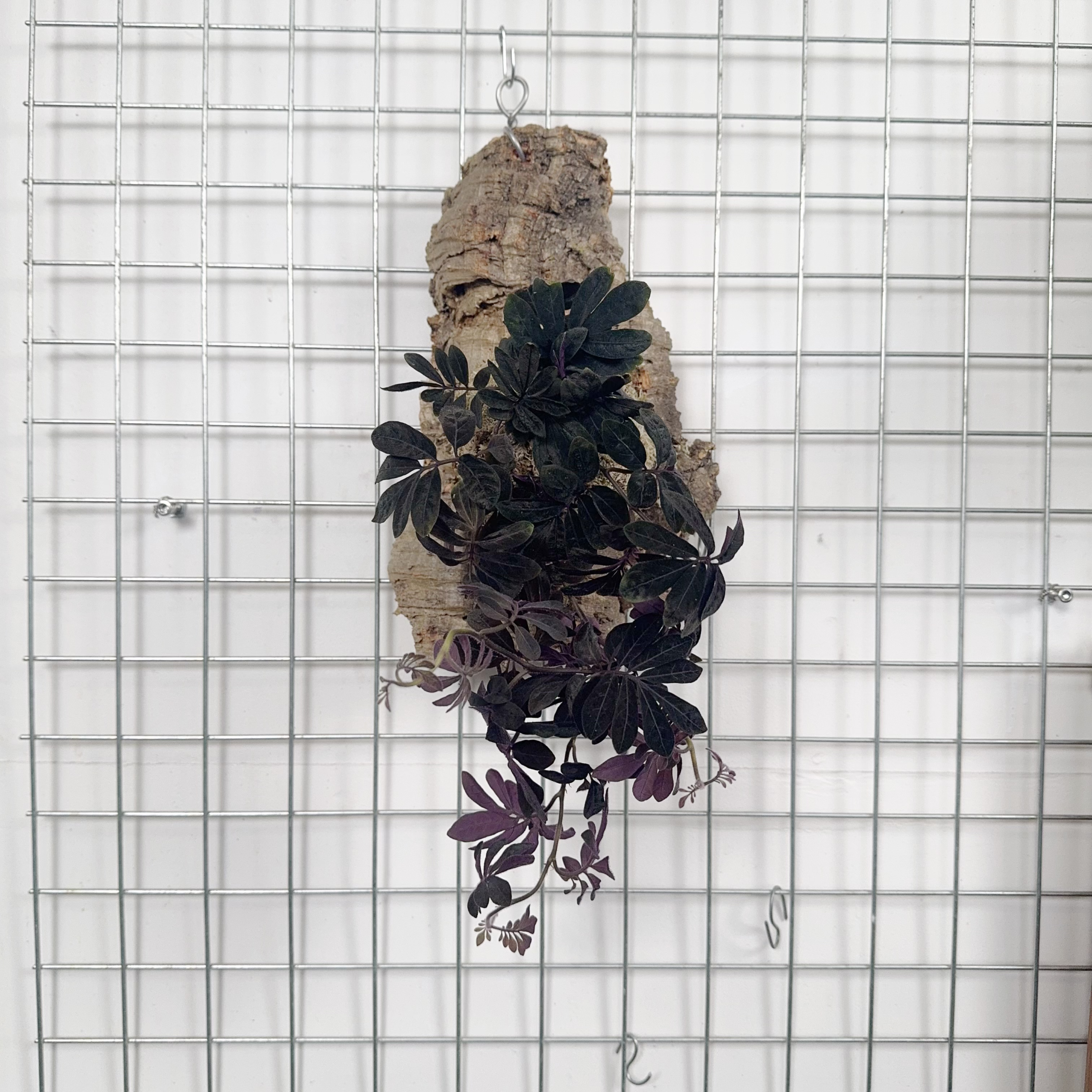 厄瓜多尔紫茄暗黑系列小众治愈观叶垂吊兰可爱花卉绿植盆栽多年生