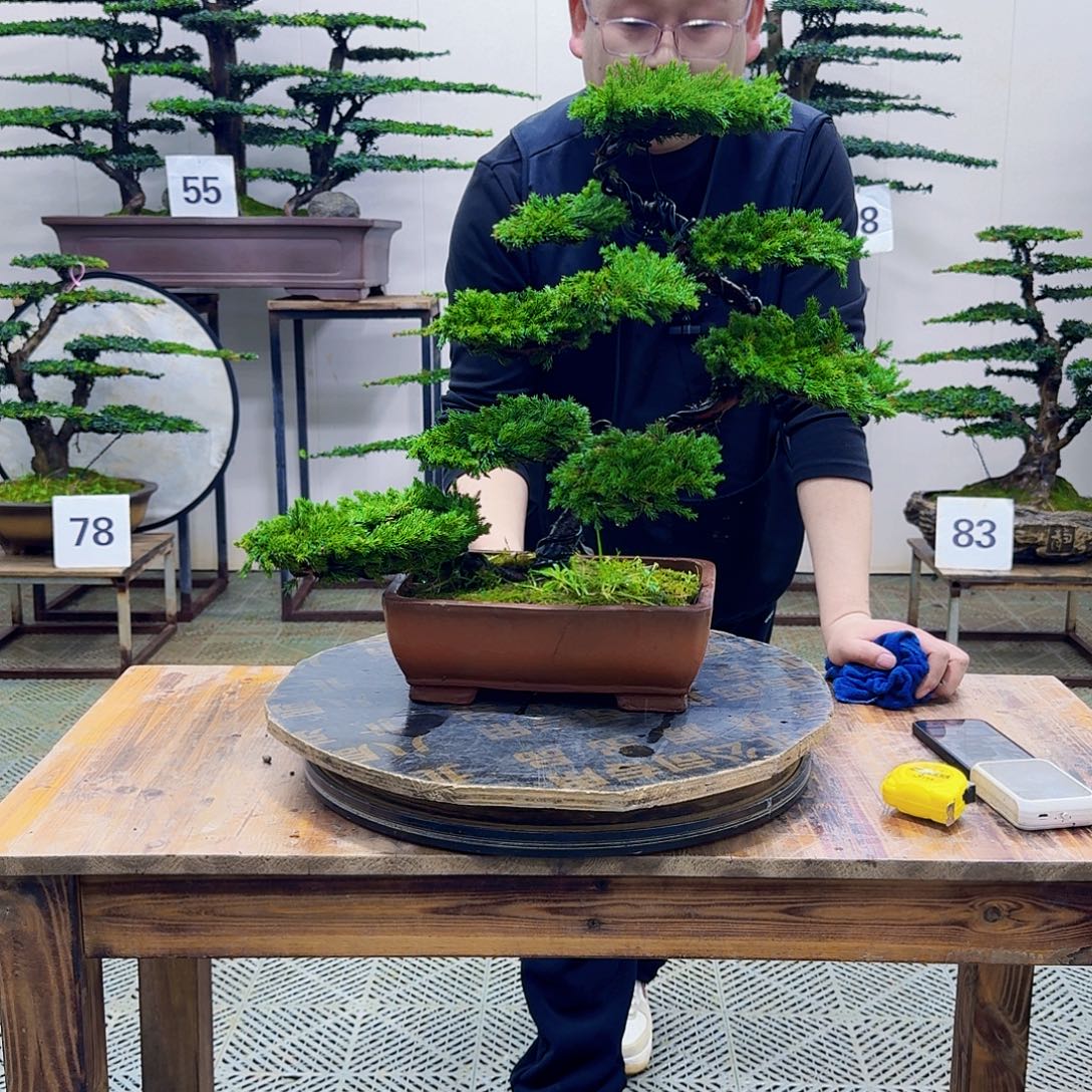 无花朵柏树造型盆景