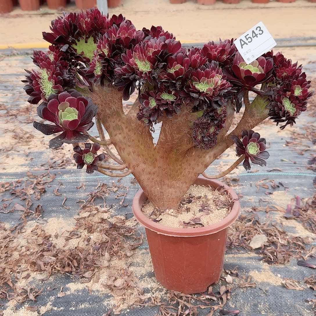 543欧紫一颗呀呀